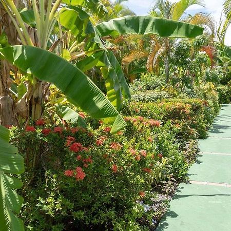 Perle Des Caraibes , Bungalow Moderne N° 14 르 고지에 외부 사진